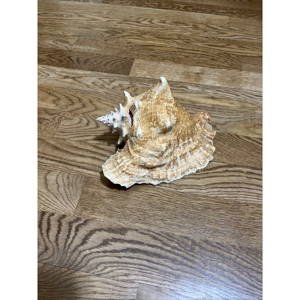 Large Queen Conch Shell 9 Inch Pink Inner Coastal Nautical Decor Grand Caymens